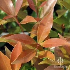 Cheap The Aussie Garden Store -Cheap The Aussie Garden Store hemilampra bronze leaf colour