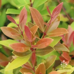 Acmena Hemilampra - Blush Satinash -Cheap The Aussie Garden Store hemilampra leaf colour