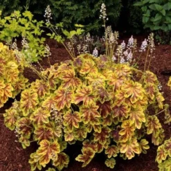 Heucherella Solar Eclipse - Foamy Bells 16 Heucherella Solar Eclipse - Foamy Bells -Cheap The Aussie Garden Store heucherella solar eclipse golden