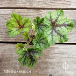Heucherella Tapestry - Foamy Bells -Cheap The Aussie Garden Store heucherella tapestry 1