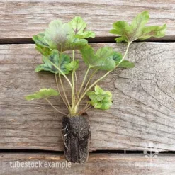 Heucherella Tapestry - Foamy Bells -Cheap The Aussie Garden Store heucherella tapestry 2 edited