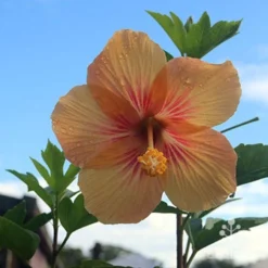 Hibiscus Popsicle -Cheap The Aussie Garden Store hibiscus popsicle backlit