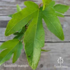 Hibiscus Popsicle -Cheap The Aussie Garden Store hibiscus popsicle leaf 1