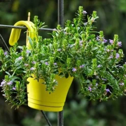 Scaevola Purple Fanfare - Fan Flower -Cheap The Aussie Garden Store hook planter scaevola