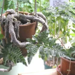 Humata - Rabbit's Foot Fern -Cheap The Aussie Garden Store humata tyermanni flickr nhq 500