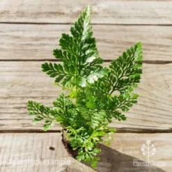 Humata - Rabbit's Foot Fern -Cheap The Aussie Garden Store humata white foot tube top