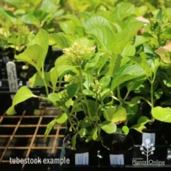 Hydrangea White -Cheap The Aussie Garden Store hydrangea amethyst tube 6