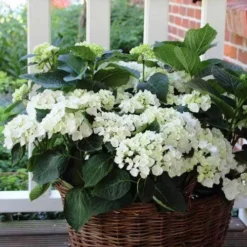 Hydrangea White -Cheap The Aussie Garden Store hydrangea basket 1 1