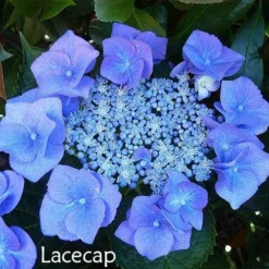 Hydrangea Assorted -Cheap The Aussie Garden Store hydrangea lacecap 1