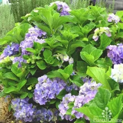 Hydrangea Assorted -Cheap The Aussie Garden Store hydrangea macrophilla