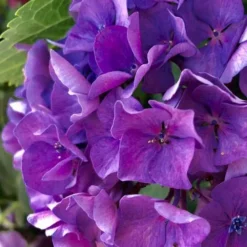 Hydrangea President R Touchard -Cheap The Aussie Garden Store hydrangea touchard close 1