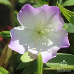 Tibouchina Illusion -Cheap The Aussie Garden Store illusion tubouchina fully open