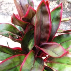 Cordyline Fruticosa John Klass Red -Cheap The Aussie Garden Store jkr 500
