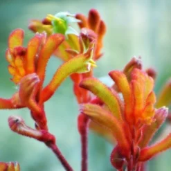 Australian Wildflower Kangaroo Paw - Seed -Cheap The Aussie Garden Store kangaroo paw sunset