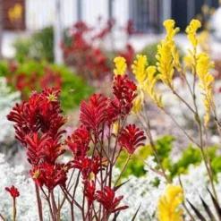 Australian Wildflower Kangaroo Paw - Seed -Cheap The Aussie Garden Store kangaroo paws red yellow