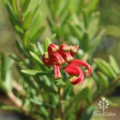 Grevillea Knockout -Cheap The Aussie Garden Store knockout flower closeup