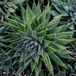 Aloe Aristata - Lace Aloe - Succulent -Cheap The Aussie Garden Store lace aloe cluster