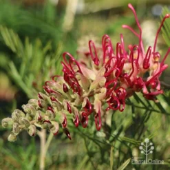 Grevillea Lana Maree -Cheap The Aussie Garden Store lana maree opening 1