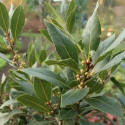 Laurus Nobilis - Bay Tree -Cheap The Aussie Garden Store laurel bay tree 500 1