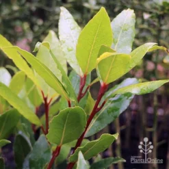 Laurus Nobilis - Bay Tree -Cheap The Aussie Garden Store laurus bay tree red stem