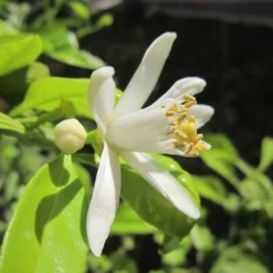 Citrus - Lemon Eureka -Cheap The Aussie Garden Store lemon blossom 500 2