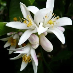 Citrus - Lemon Lisbon -Cheap The Aussie Garden Store lemon flower 500 1