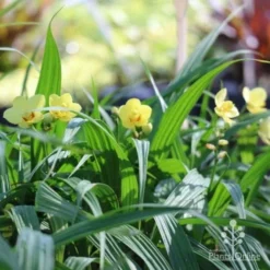 Spathoglottis Lemon Kiss - Native Orchid -Cheap The Aussie Garden Store lemon kiss orchid plants