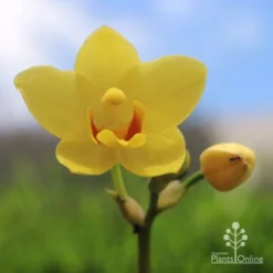 Spathoglottis Lemon Kiss - Native Orchid -Cheap The Aussie Garden Store lemon kiss yellow orchid