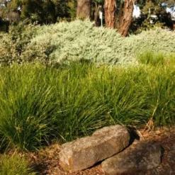 Lomandra Lime Tuff -Cheap The Aussie Garden Store lime tuff border 1