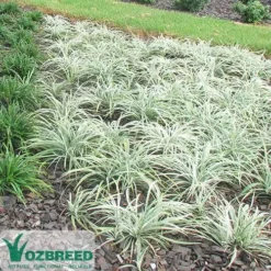 Liriope Silverlawn