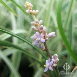 Liriope Silverlawn -Cheap The Aussie Garden Store liriope silverlawn flower