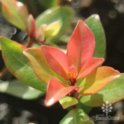 Metrosideros Little Ewan - Dwarf NZ Christmas Bush -Cheap The Aussie Garden Store little ewan new leaf colour