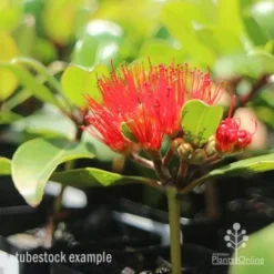 Metrosideros Little Ewan - Dwarf NZ Christmas Bush -Cheap The Aussie Garden Store little ewan tubestock