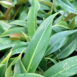 Philodendron Little Phil 6 Philodendron Little Phil -Cheap The Aussie Garden Store little phil leaf