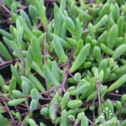 Othonna Ruby Necklace - Little Pickles - Succulent -Cheap The Aussie Garden Store little pickles red stems close 500