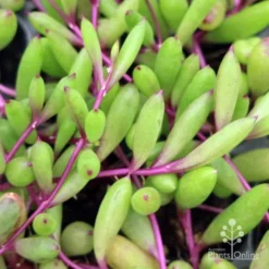 Othonna Ruby Necklace - Little Pickles - Succulent -Cheap The Aussie Garden Store little pickles ruby necklace