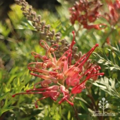 Grevillea Little Robyn -Cheap The Aussie Garden Store little robyn flower side 500