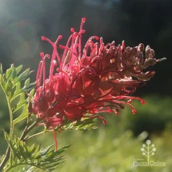 Grevillea Little Robyn -Cheap The Aussie Garden Store little robyn grevillea backlit