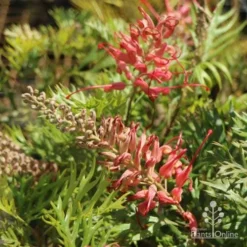 Grevillea Little Robyn -Cheap The Aussie Garden Store little robyn tubestock flowering