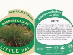 Lomandra Little Pal -Cheap The Aussie Garden Store little pal 1