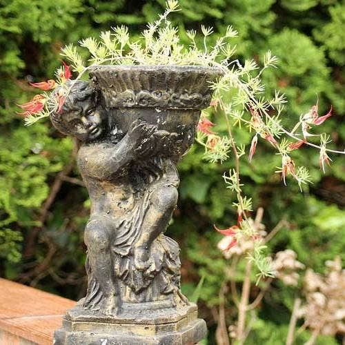 Lotus Red Flash - Parrot's Beak 5 Lotus Red Flash - Parrot's Beak - Image 5