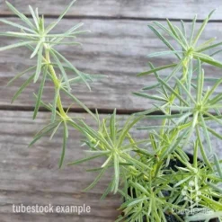Lotus Red Flash - Parrot's Beak 14 Lotus Red Flash - Parrot's Beak -Cheap The Aussie Garden Store lotus red flash
