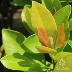 Tristaniopsis Luscious - Water Gum -Cheap The Aussie Garden Store luscious new leaves