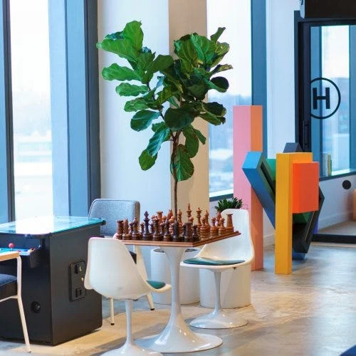 Ficus Lyrata - Fiddle Leaf Fig 7 Ficus Lyrata - Fiddle Leaf Fig - Image 7