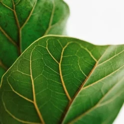 Ficus Lyrata Bambino - Fiddle Leaf Fig -Cheap The Aussie Garden Store lyrata leaf closeup