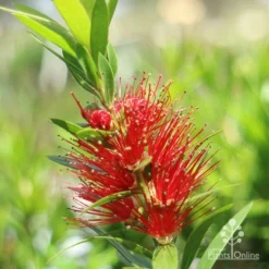 Callistemon Macarthur -Cheap The Aussie Garden Store macarthur flower closeup