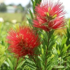 Callistemon Macarthur -Cheap The Aussie Garden Store macarthur flowers tunestock