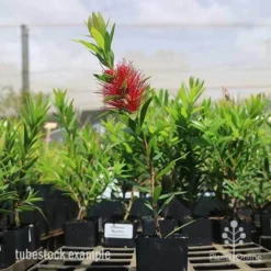 Callistemon Macarthur -Cheap The Aussie Garden Store macarthur tubestock