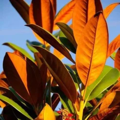 Magnolia Little Gem -Cheap The Aussie Garden Store magnolia 500 2