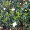 Magnolia Little Gem